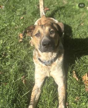 Cattle Dog and Pit Bull Terrier Dogs Available for Adoption in Ferndale, Washington - Chili | PetCurious