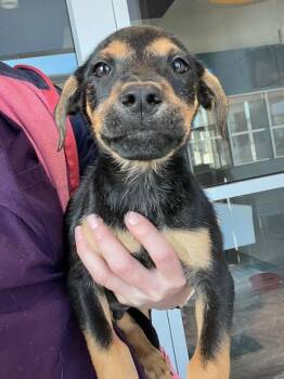 Rescue Pit Bull Terrier Dogs for Adoption in Baytown, Texas - PB | PetCurious