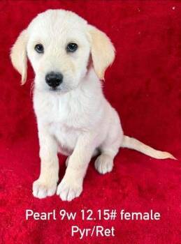 Great Pyrenees and Retriever Dogs Available for Adoption in Brewster, New York - Pearl (P Puppies) | PetCurious