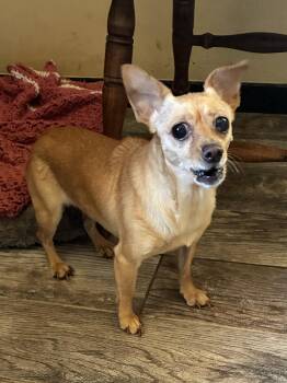 Cheagle -  Chihuahua and Beagle Dog for Adoption in Apple Valley, California - Cheagle | PetCurious