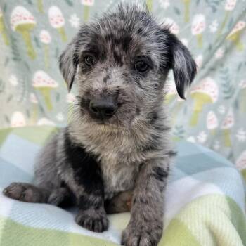 Mr. Nilsson -  Catahoula Leopard Dog and Mixed Breed Dog for Adoption in Salt Lake City, Utah - Mr. Nilsson | PetCurious