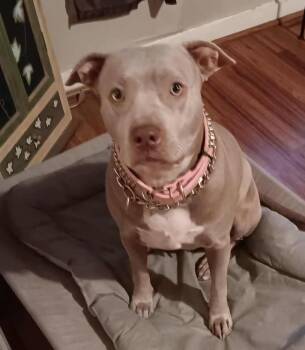 Rescue Mixed Breed Dogs for Adoption in Longview, Texas - Jewel | PetCurious