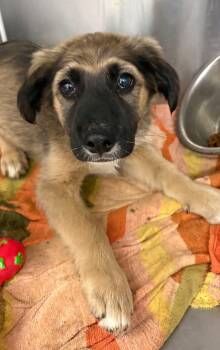 Linus -  Border Collie and Shepherd Dog for Adoption in Concord, California - Linus | PetCurious