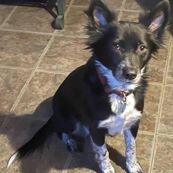 Daisy Duke (20260824-04) -  Border Collie Dog for Adoption in Niagara Falls, Ontario - Daisy Duke (20260824-04) | PetCurious