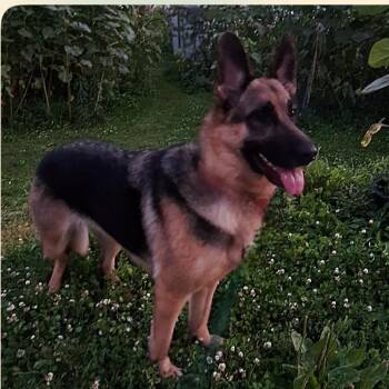 Sheils -  German Shepherd Dog Dog for Adoption in Normal, Illinois - Sheils | PetCurious