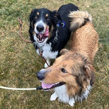 English Shepherd Dogs Available for Adoption in Bend, Oregon - Beau | PetCurious