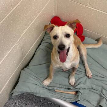 Cusco -  Mixed Breed Dog for Adoption in Hendersonville, North Carolina - Cusco | PetCurious