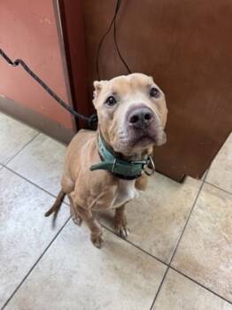 Rescue Mixed Breed Dogs for Adoption in Cincinnati, Ohio - Bram | PetCurious