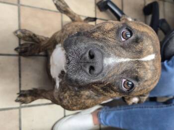 Rescue Pit Bull Terrier Dogs for Adoption in Edison, New Jersey - Lyla | PetCurious