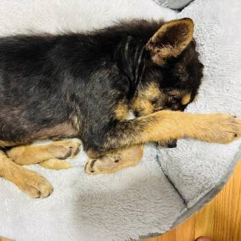 Mixed Breed Dogs Available for Adoption in Buffalo, Minnesota - Ferdinand | PetCurious