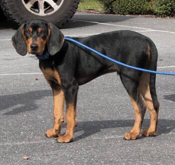 Rescue Black And Tan Coonhound Dogs for Adoption in Pine Grove, Pennsylvania - Boone | PetCurious