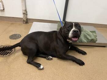 ONYX -  Pit Bull Terrier Dog for Adoption in Hayward, California - ONYX | PetCurious