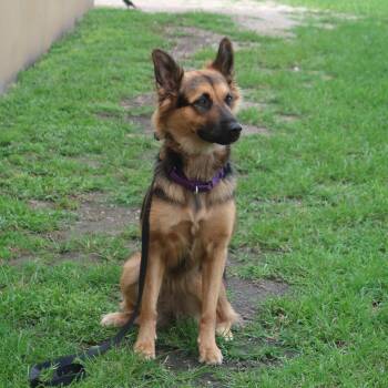 Paisley - TRAINED DOG -  German Shepherd Dog Dog for Adoption in Miami, Florida - Paisley - TRAINED DOG | PetCurious