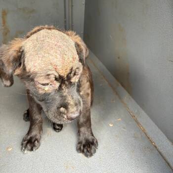 Brody -  Terrier and Mixed Breed Dog for Adoption in Montgomery, Alabama - Brody | PetCurious