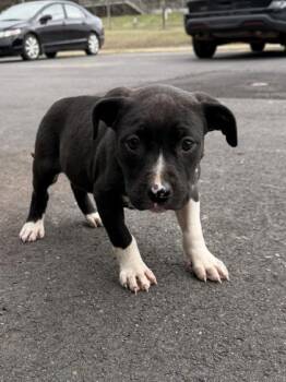 Fox Terrier and Mixed Breed Dogs Available for Adoption - 26-118 Violet | PetCurious