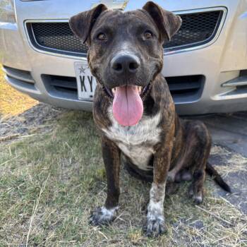 Mixed Breed Dogs Available for Adoption in Houston, Texas - Tom | PetCurious