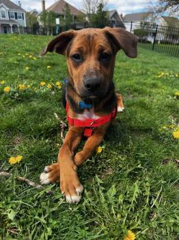 Shepherd Dogs Available for Adoption in Plainfield, Illinois - Frost | PetCurious