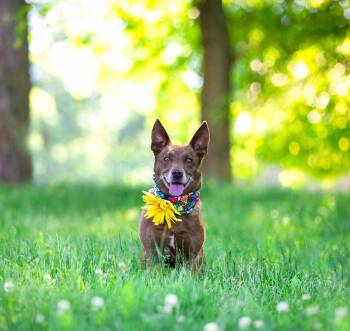 Ginger -  Corgi Dog for Adoption in Coatesville, Pennsylvania - Ginger | PetCurious