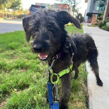 Murray -  Terrier and Miniature Schnauzer Dog for Adoption in Warren, Rhode Island - Murray | PetCurious