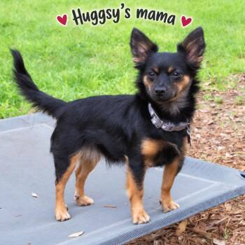 Huggsy (Auggie) -  Yorkshire Terrier and Chihuahua Dog for Adoption in Wimberley, Texas - Huggsy (Auggie) | PetCurious