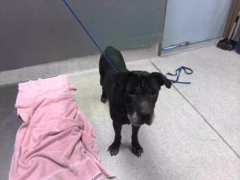 American Staffordshire Terrier and Mixed Breed Dogs Available for Adoption in Tallahassee, Florida - RILEY | PetCurious