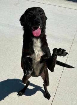 Crystal -  Terrier and Mixed Breed Dog for Adoption in Lampasas, Texas - Crystal | PetCurious