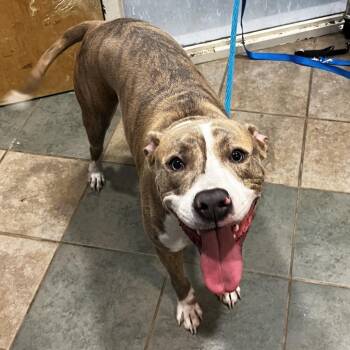 Legacy (ON) -  Mixed Breed Dog for Adoption in Chattanooga, Tennessee - Legacy (ON) | PetCurious