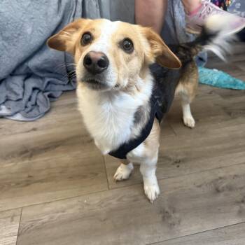 Pembroke Welsh Corgi Dogs Available for Adoption in Douglas, Massachusetts - Shadrach “Shaddy” | PetCurious