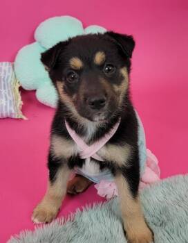 Shepherd and Cattle Dog Dogs Available for Adoption in Phoenix, Arizona - Jane Eyre | PetCurious