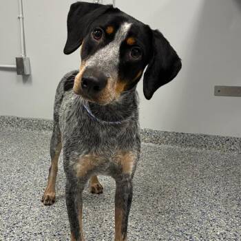 Widget -  Mixed Breed Dog for Adoption in Greenville, South Carolina - Widget | PetCurious