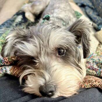Schnauzer and Mixed Breed Dogs Available for Adoption - Lady | PetCurious