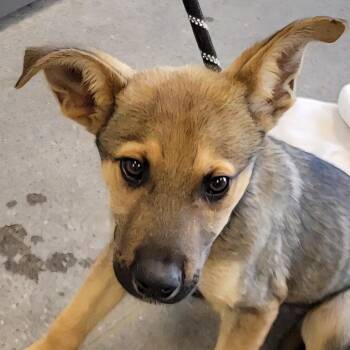 Little Foot -  Mixed Breed Dog for Adoption in Las Cruces, New Mexico - Little Foot | PetCurious