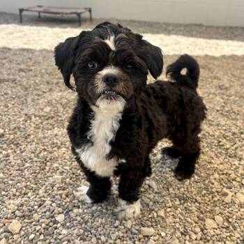 Fritz -  Maltipoo Dog for Adoption in Detroit, Michigan - Fritz | PetCurious