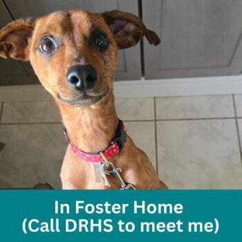 Heaven -  Mixed Breed Dog for Adoption in Dubuque, Iowa - Heaven | PetCurious
