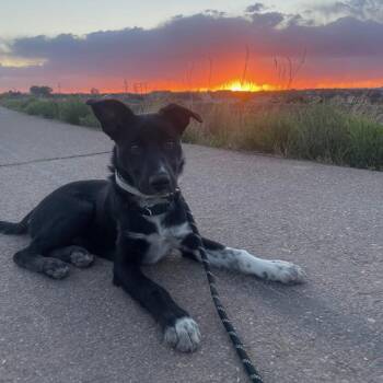 Zuko -  Border Collie and Mixed Breed Dog for Adoption in Murray, Utah - Zuko | PetCurious
