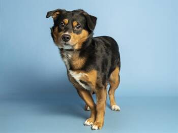Cardigan Welsh Corgi and Australian Shepherd Dogs Available for Adoption in Phoenix, Arizona - ALFIE | PetCurious