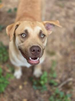 Lana -  Mixed Breed Dog for Adoption in Savage, Minnesota - Lana | PetCurious