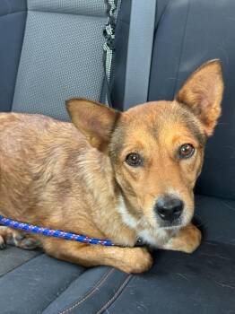 Willow -  Shepherd Dog for Adoption in Millcreek, Utah - Willow | PetCurious