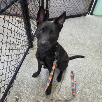 Mixed Breed Dogs Available for Adoption in Jupiter, Florida - Axel | PetCurious