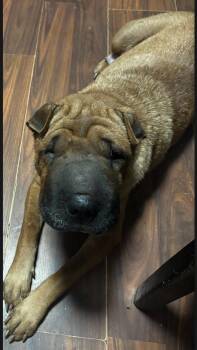 Nodica -  Shar Pei Dog for Adoption in Merrillville, Indiana - Nodica | PetCurious