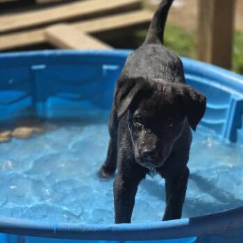 Goose -  Flat Coated Retriever and Australian Cattle Dog Blue Heeler Dog Available for Adoption in Seguin, Texas - Goose | PetCurious