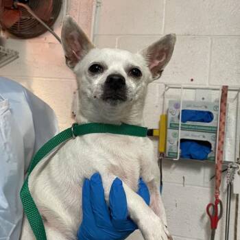 Rupert -  Chihuahua Dog for Adoption in Edinburg, Texas - Rupert | PetCurious