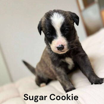 Rescue Border Collie and Labrador Retriever Dogs for Adoption in Gilberts, Illinois - Sugar Cookie | PetCurious