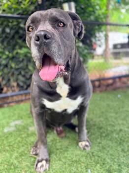 SAINT -  Cane Corso Dog for Adoption in Clyde, North Carolina - SAINT | PetCurious