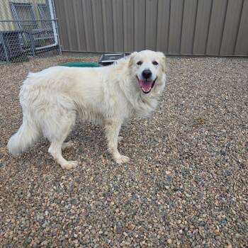 Zorro -  Great Pyrenees Dog for Adoption in North Battleford, Saskatchewan - Zorro | PetCurious
