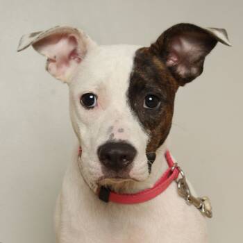 Rescue Terrier and Mixed Breed Dogs for Adoption in Minnetonka, Minnesota - Paisley D65927 | PetCurious