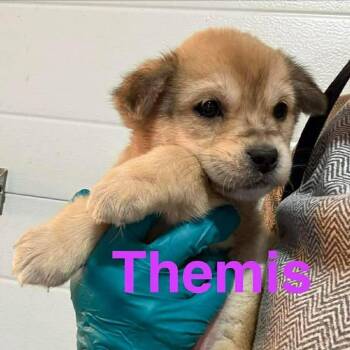 Retriever Dogs Available for Adoption - Themis (20260216-05) | PetCurious