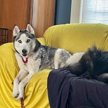 Emma -  Siberian Husky Dog for Adoption in Bloomfield, Connecticut - Emma | PetCurious