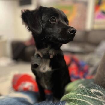 TOOTIE -  Poodle and Chihuahua Dog for Adoption in Norwalk, Connecticut - TOOTIE | PetCurious
