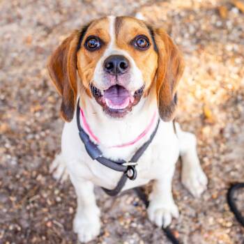 Candy -  Beagle and Basset Hound Dog for Adoption in Hattiesburg, Mississippi - Candy | PetCurious